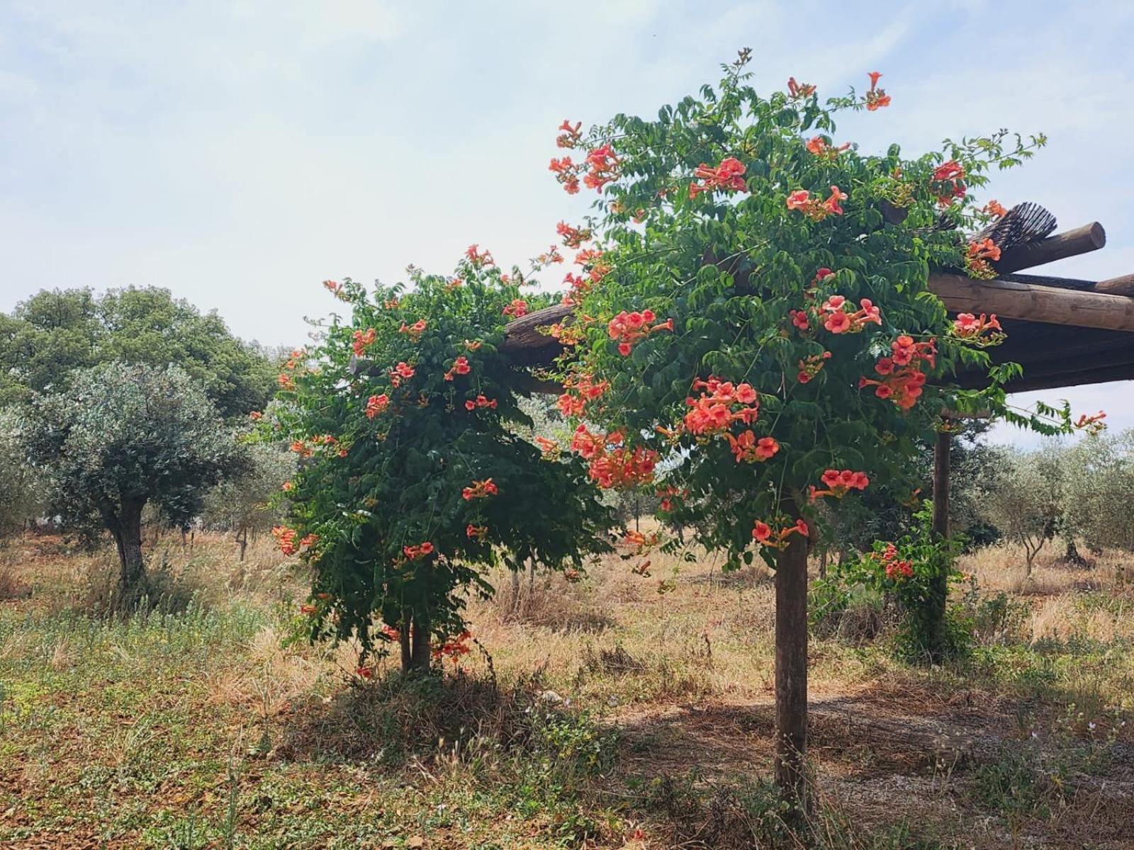 Villa Montinho Do Palanque à Viana do Alentejo Extérieur photo